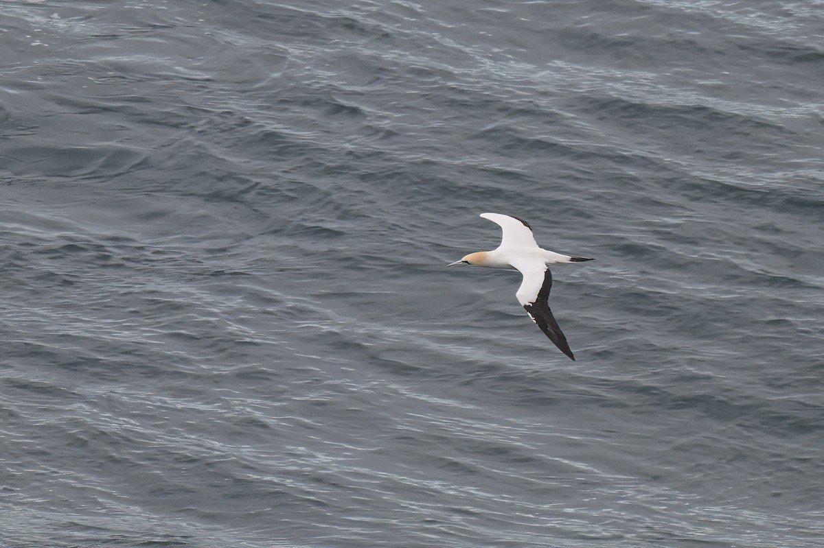 Australasian Gannet - ML638193302