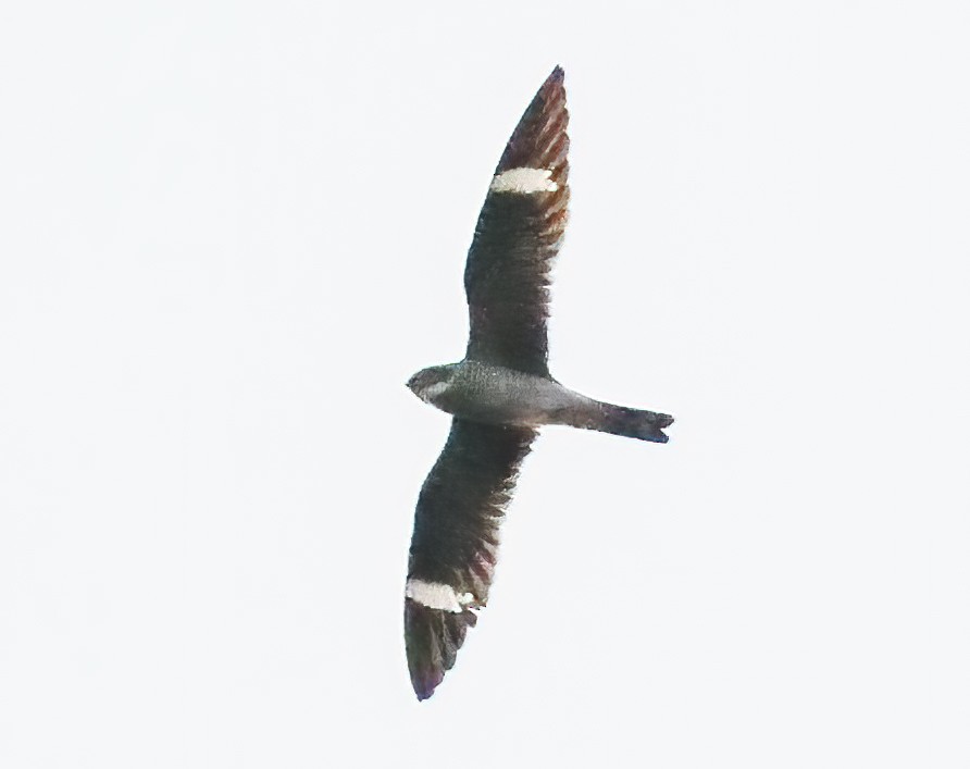 Common Nighthawk - ML638193332