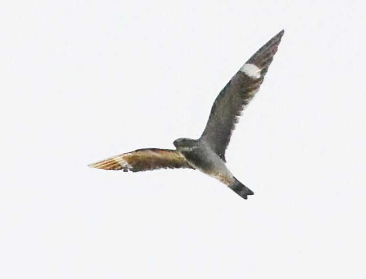 Common Nighthawk - ML638193333