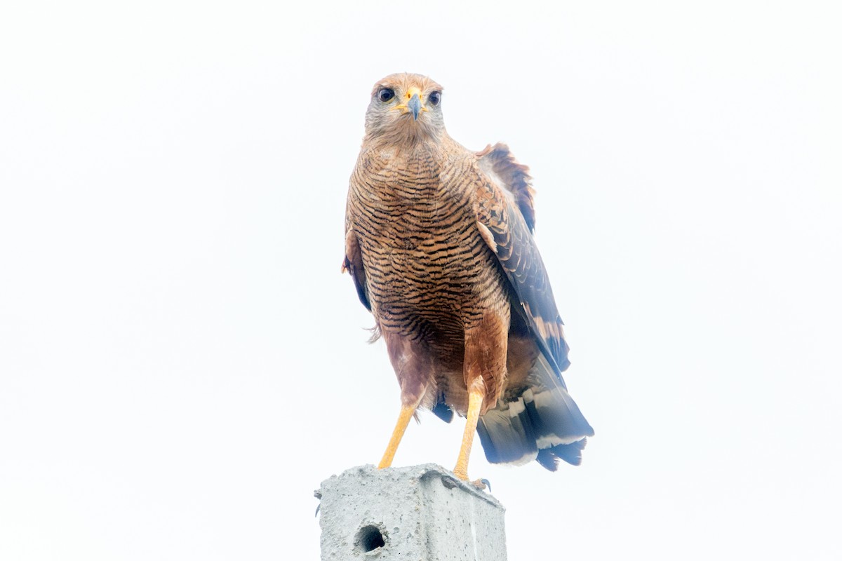 Savanna Hawk - ML638193336