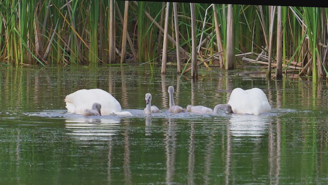 Trumpeter Swan - ML638193339