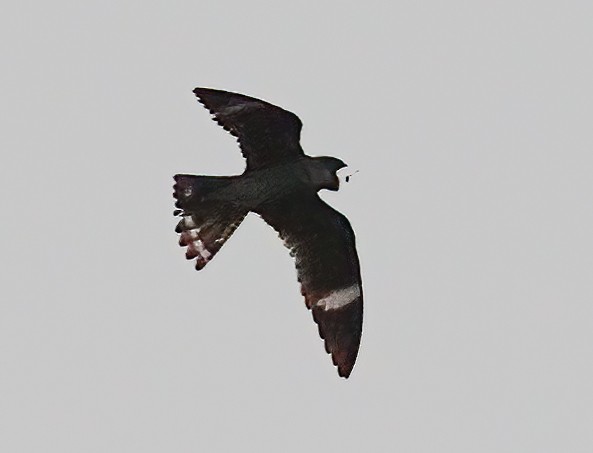 Common Nighthawk - ML638193353