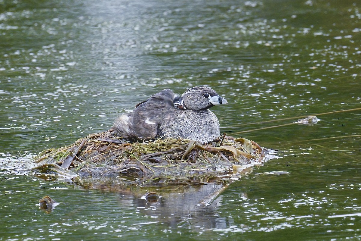 Pied-billed Grebe - ML638193396