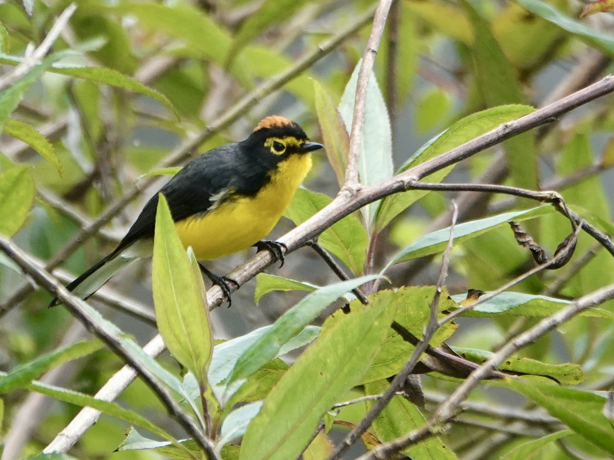 Spectacled Redstart - ML638193413