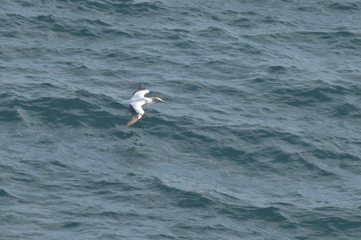 Australasian Gannet - ML638193425