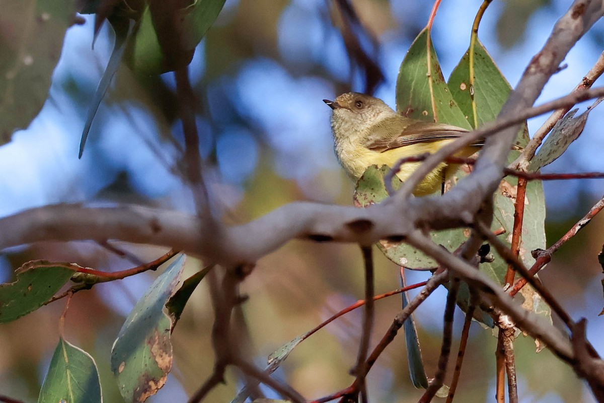 Buff-rumped Thornbill - ML638193434