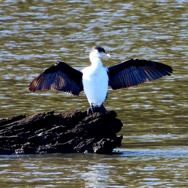 Cormoran varié - ML638193442