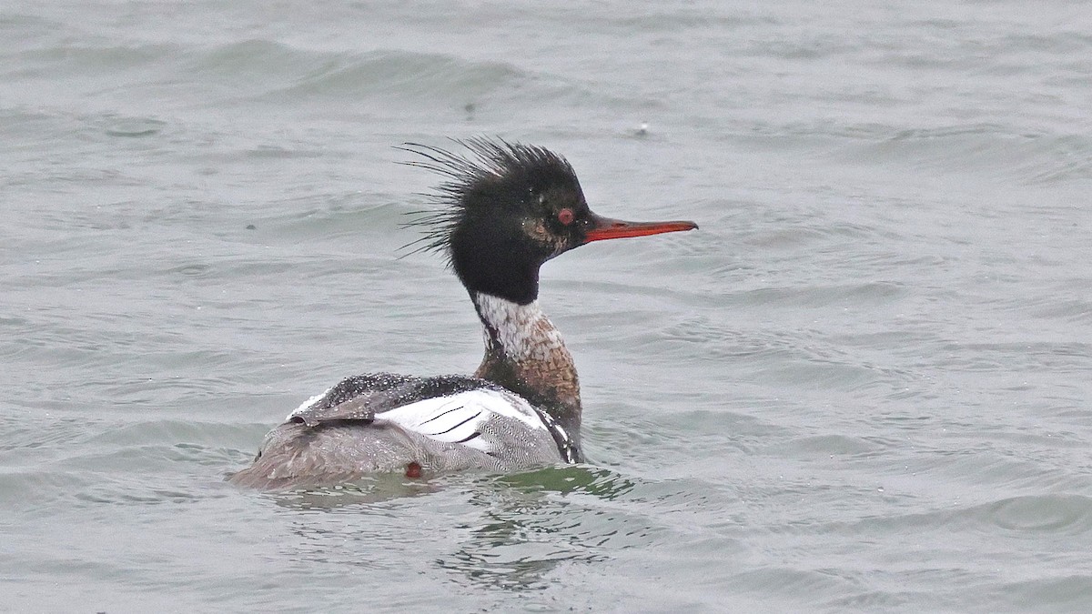 Red-breasted Merganser - ML638193470