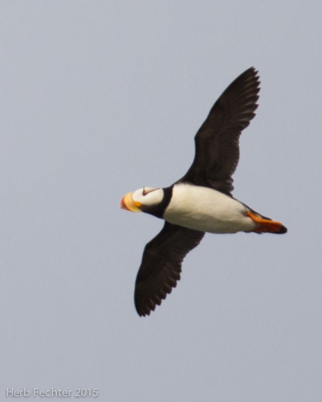 Horned Puffin - ML638193488