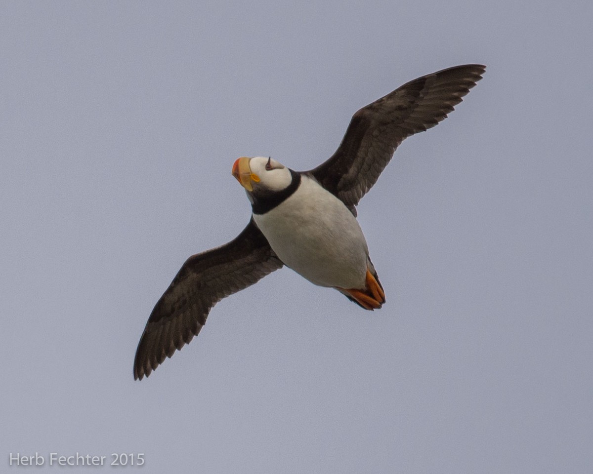 Horned Puffin - ML638193490