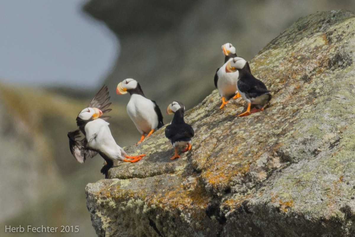Horned Puffin - ML638193491