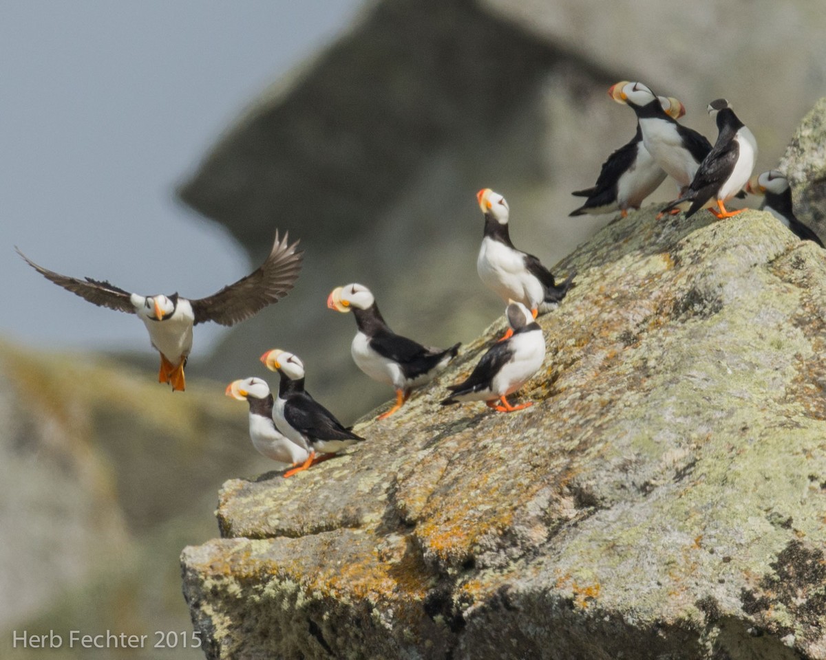 Horned Puffin - ML638193493