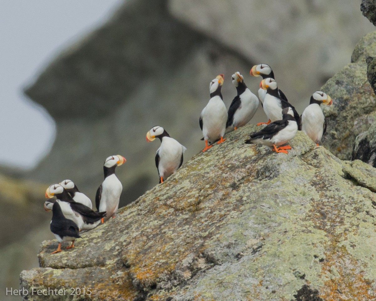 Horned Puffin - ML638193494