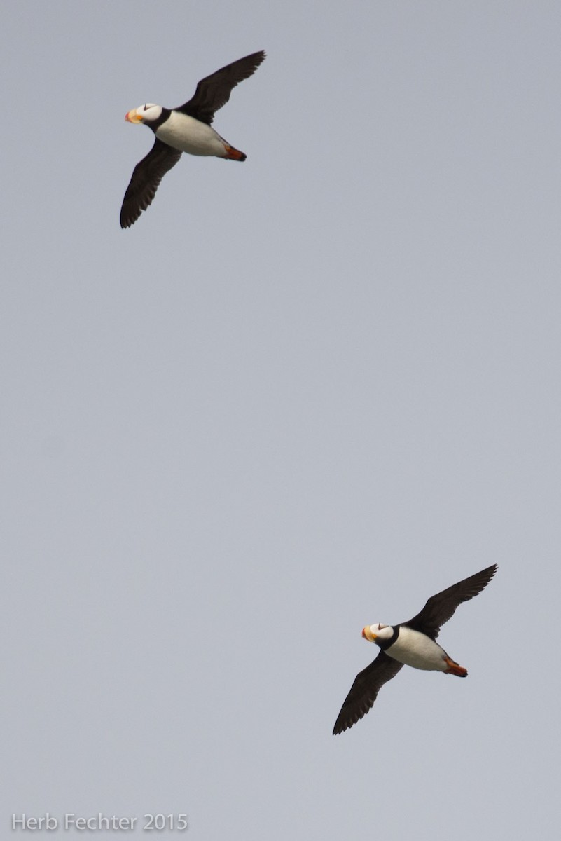 Horned Puffin - ML638193495