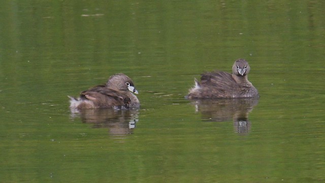 Pied-billed Grebe - ML638193536