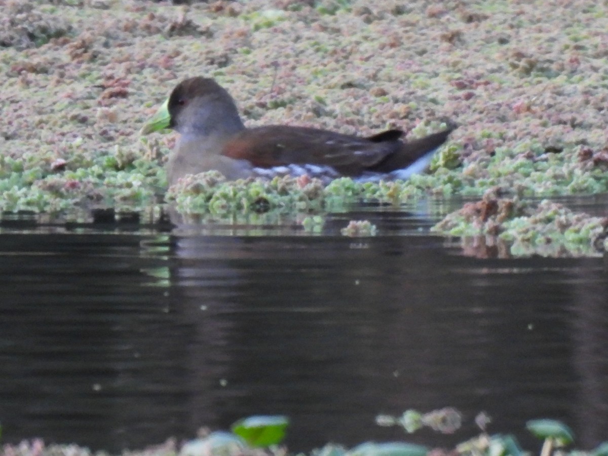 Spot-flanked Gallinule - ML638193537