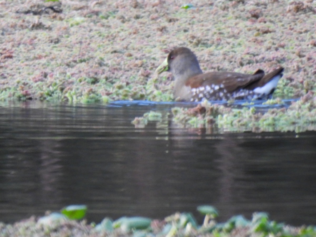 Spot-flanked Gallinule - ML638193551