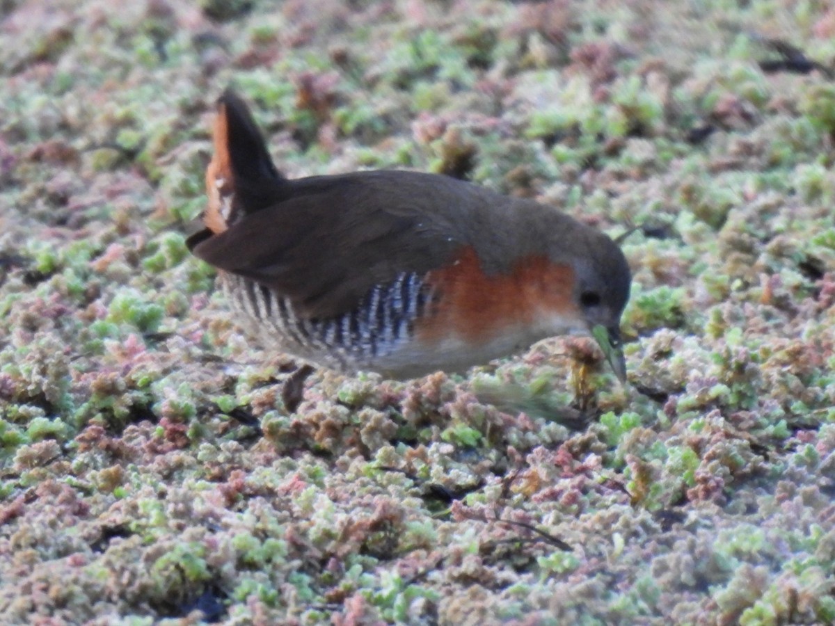 Rufous-sided Crake - ML638193570