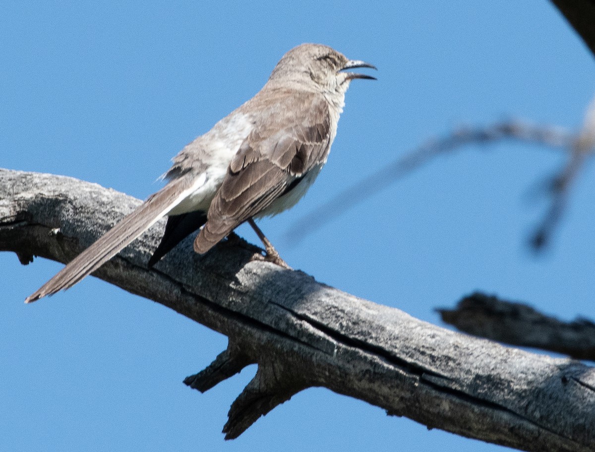 Northern Mockingbird - ML638193571