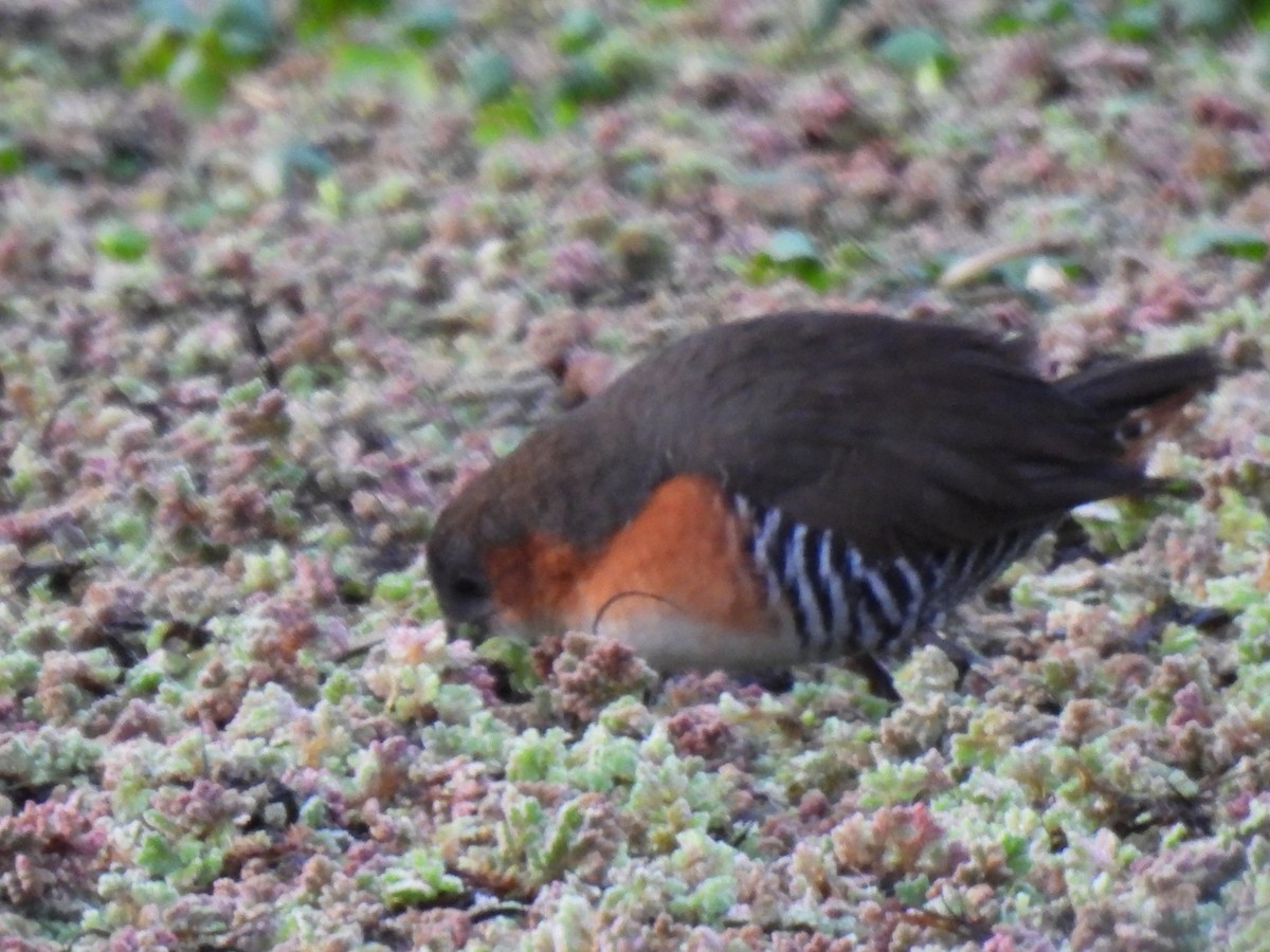 Rufous-sided Crake - ML638193587
