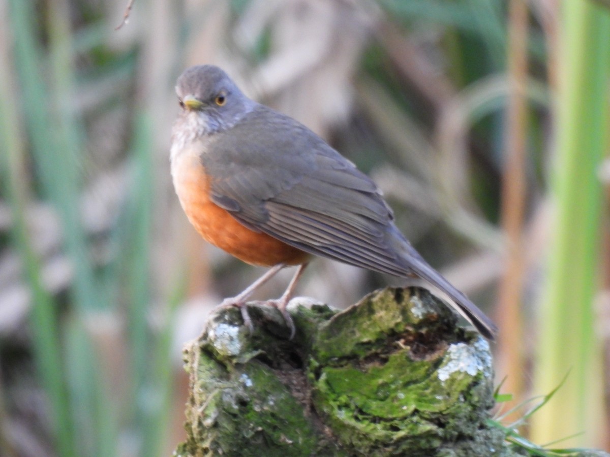 Rufous-bellied Thrush - ML638193610
