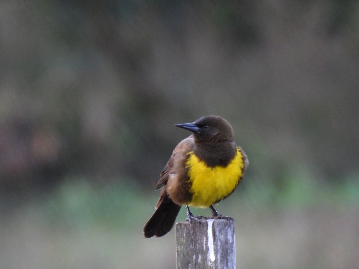 Brown-and-yellow Marshbird - ML638193638