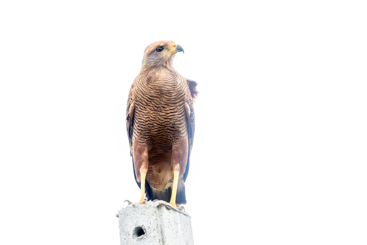 Savanna Hawk - ML638193671