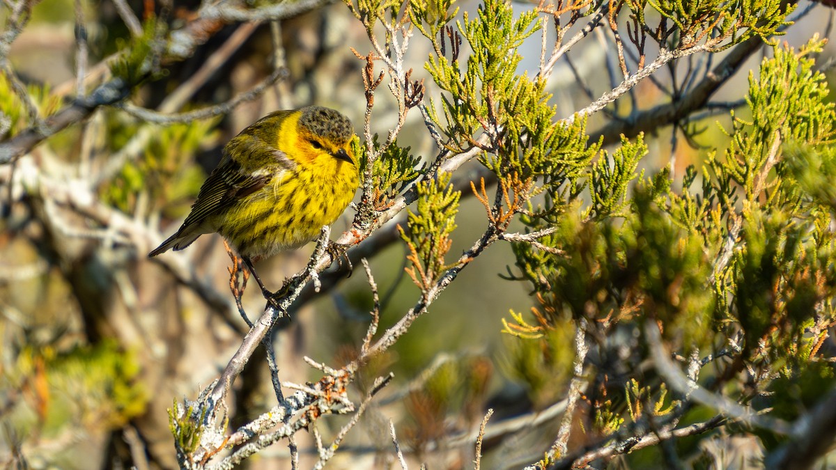 Cape May Warbler - ML638193679