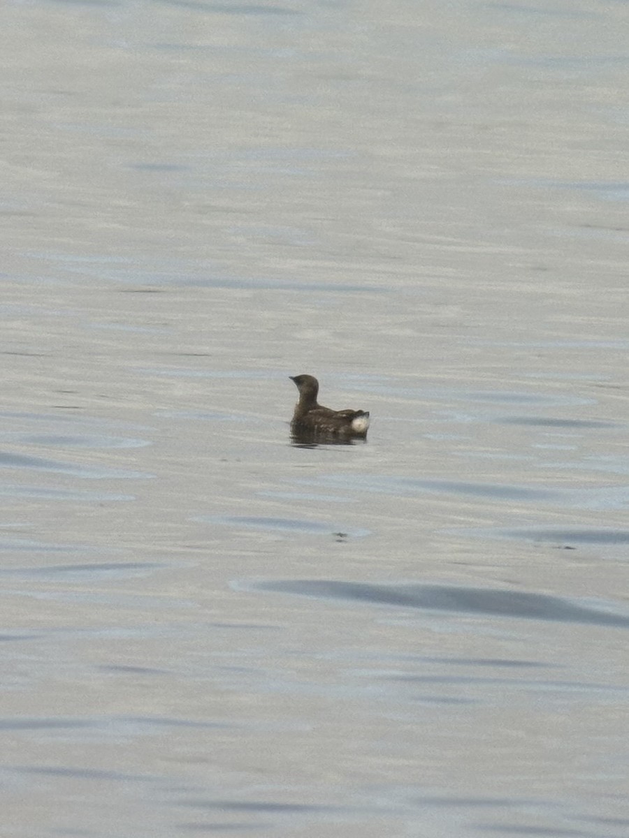 Marbled Murrelet - ML638193681