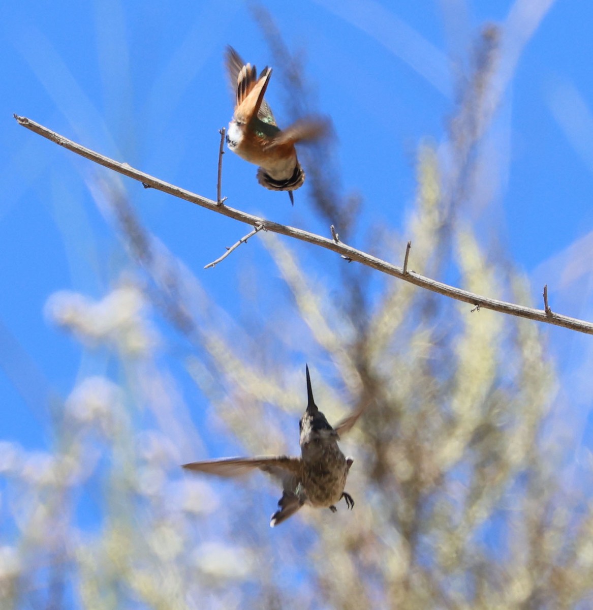 Allen's Hummingbird - ML638193716