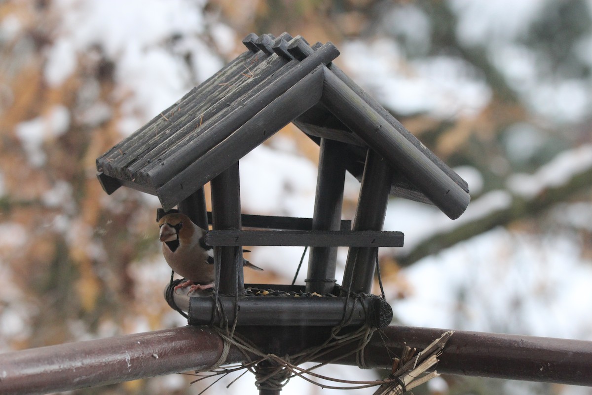 Hawfinch - ML638193738