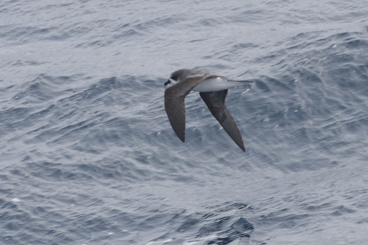 Soft-plumaged Petrel - ML638193818