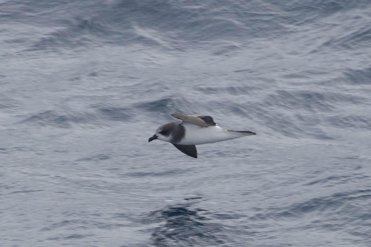 Soft-plumaged Petrel - ML638193819