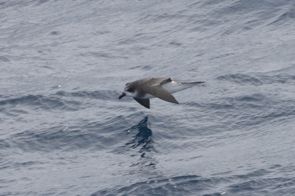 Soft-plumaged Petrel - ML638193820