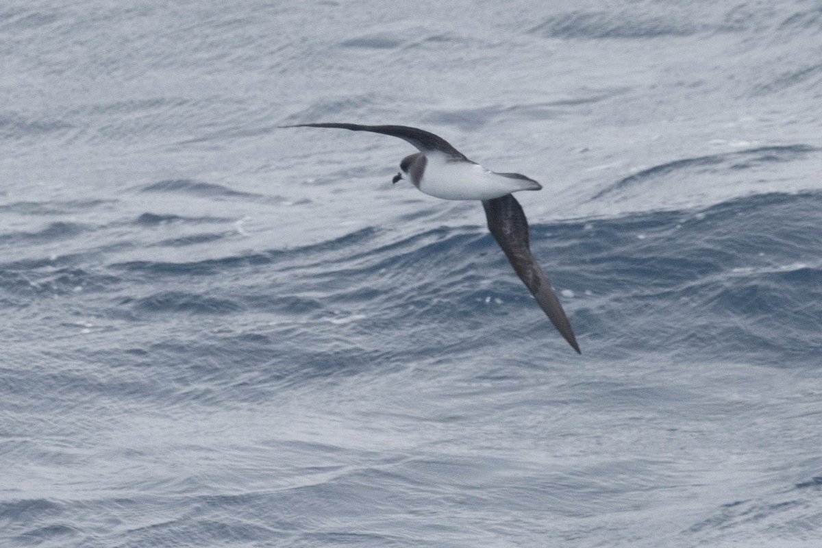 Soft-plumaged Petrel - ML638193821
