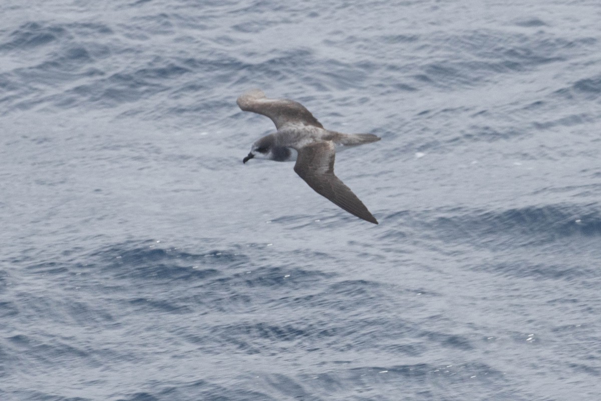 Soft-plumaged Petrel - ML638193822