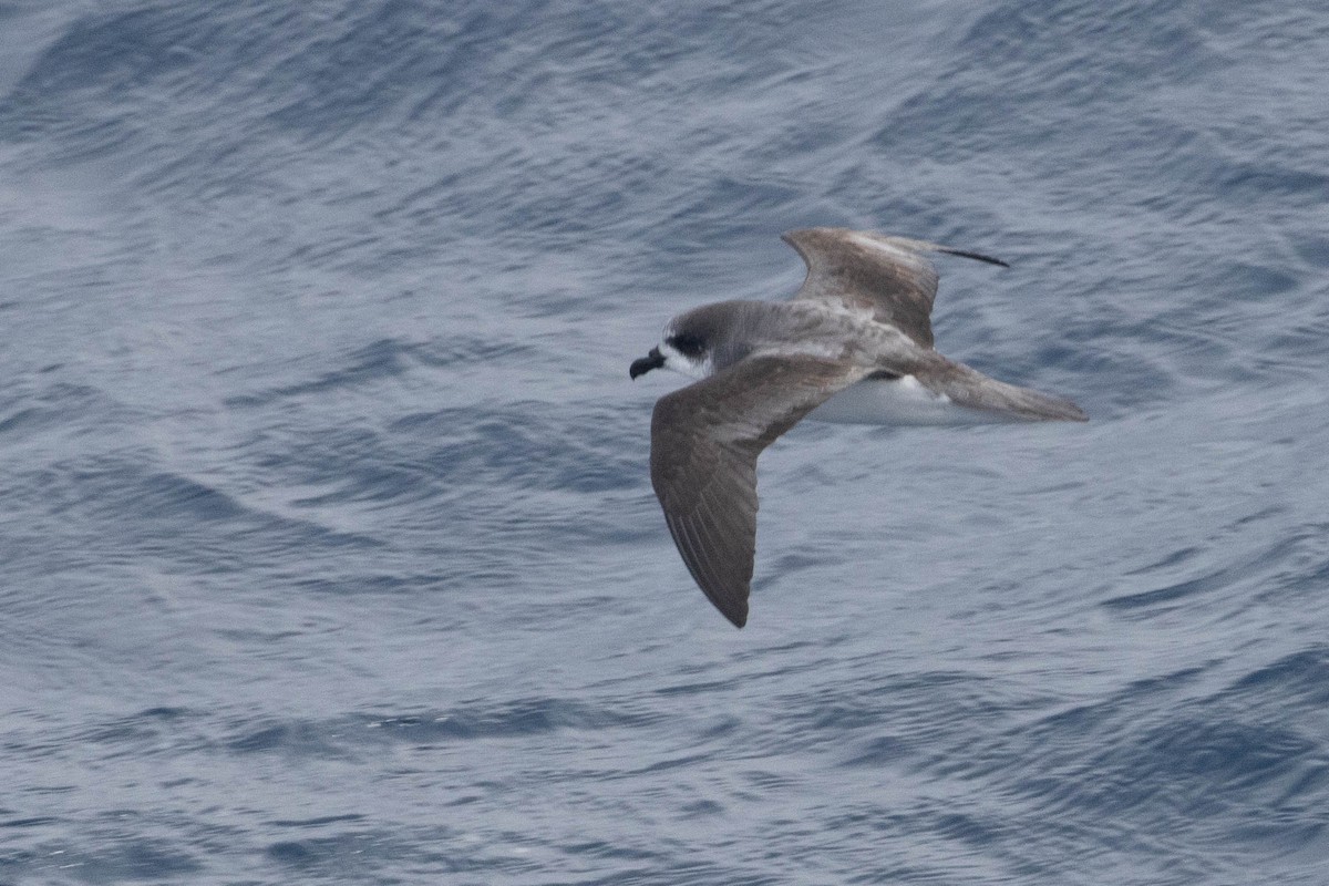 Soft-plumaged Petrel - ML638193823