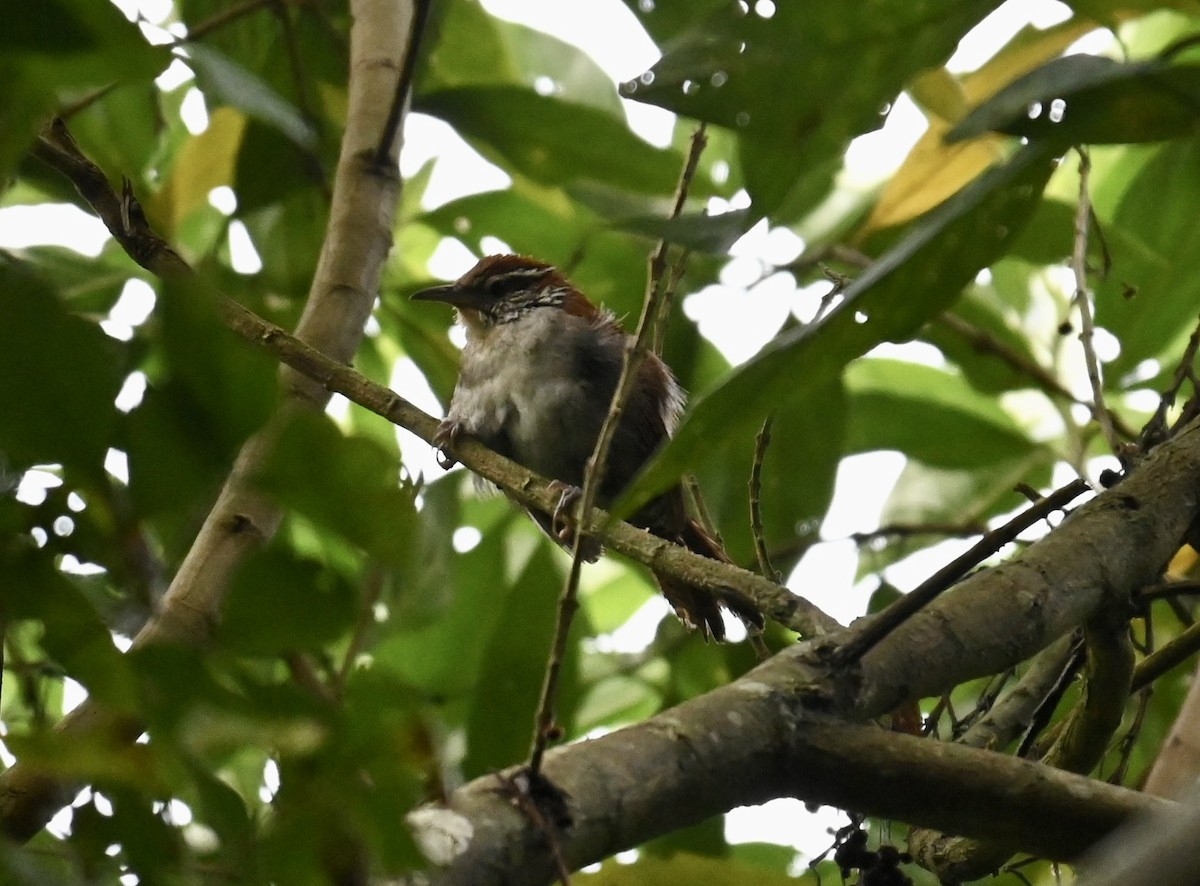Rufous-and-white Wren - ML638193828