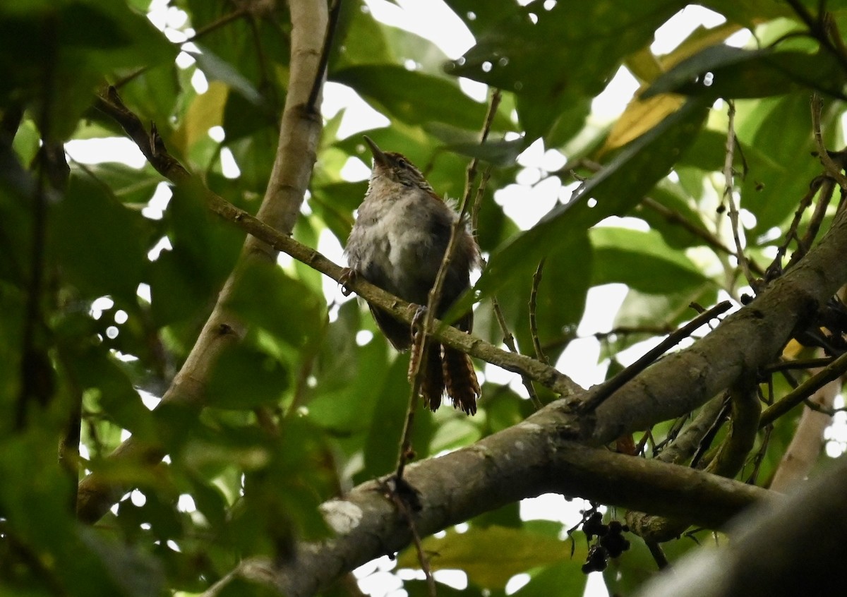 Rufous-and-white Wren - ML638193829