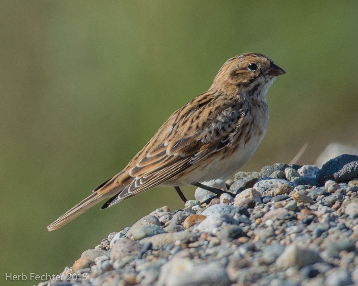 Lapland Longspur - ML638193833