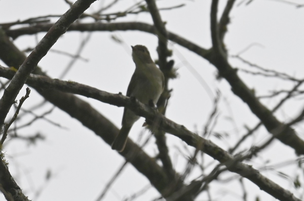 Mountain Elaenia - ML638193835