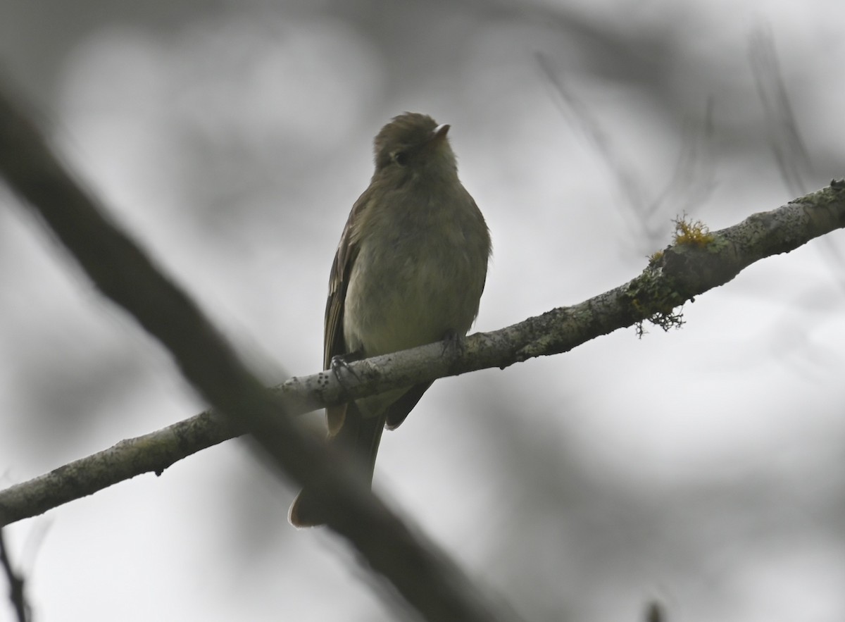 Mountain Elaenia - ML638193836