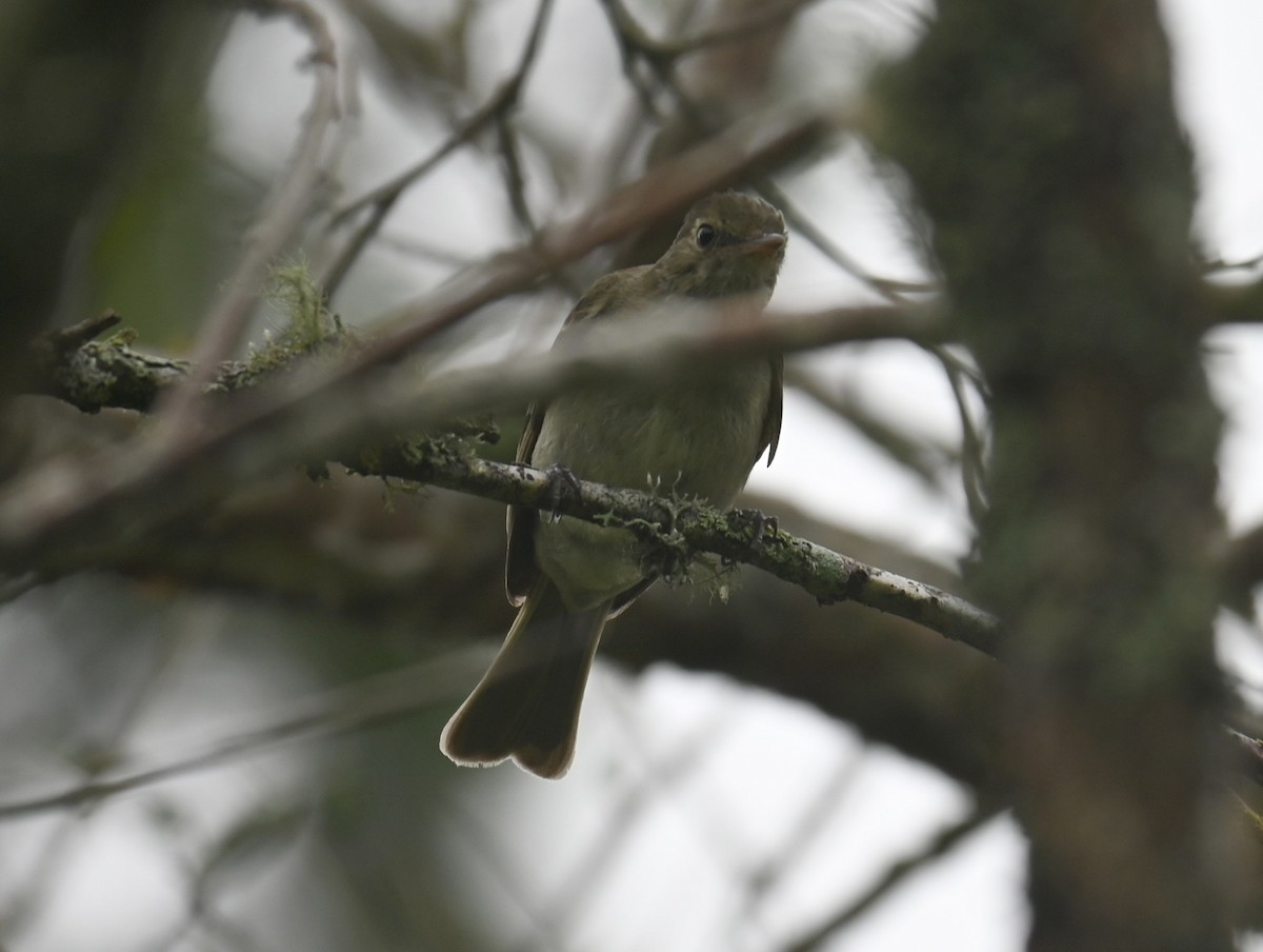 Mountain Elaenia - ML638193837
