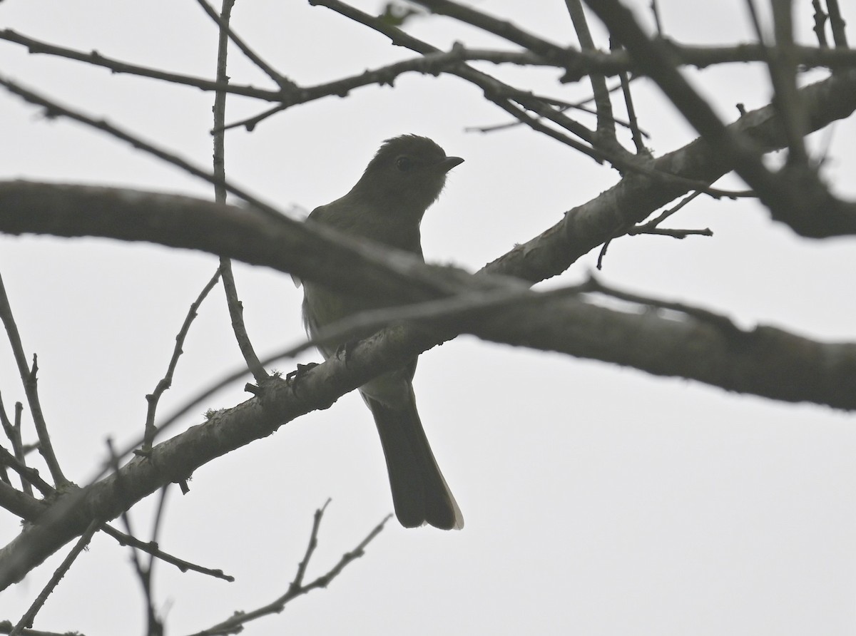 Mountain Elaenia - ML638193838