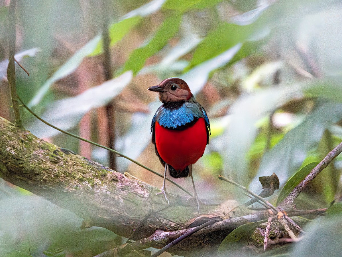 Sulawesi Pitta (Sulawesi) - ML638193852