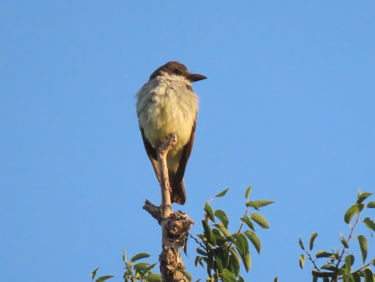 Thick-billed Kingbird - ML638193854