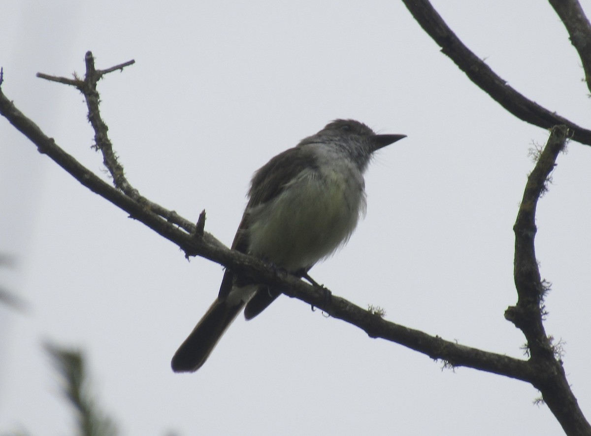 Dusky-capped Flycatcher - ML638193855