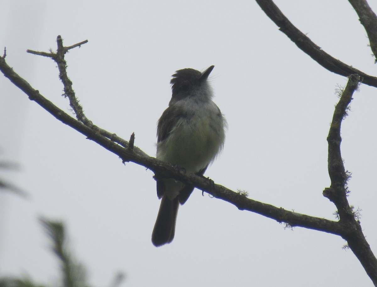 Dusky-capped Flycatcher - ML638193856