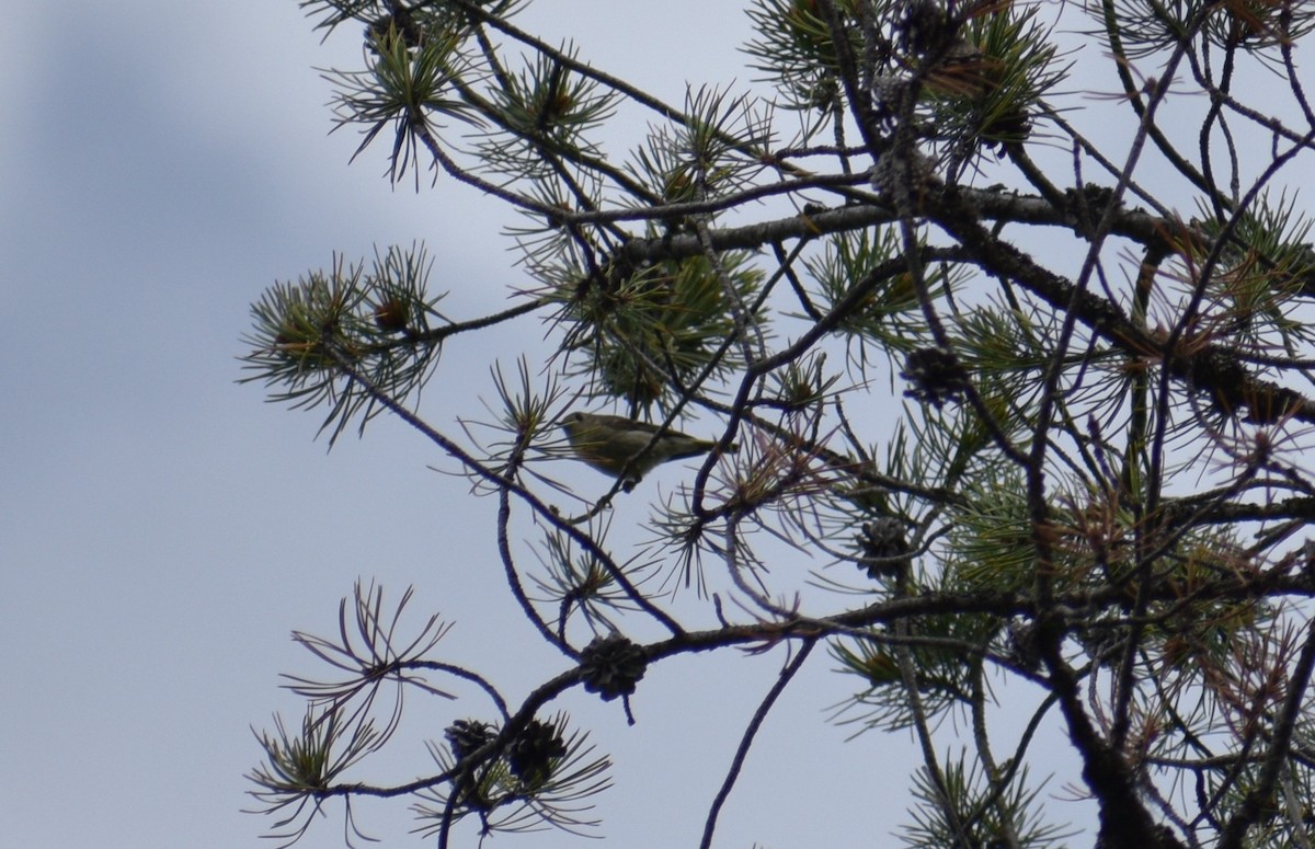 Ruby-crowned Kinglet - ML638193858