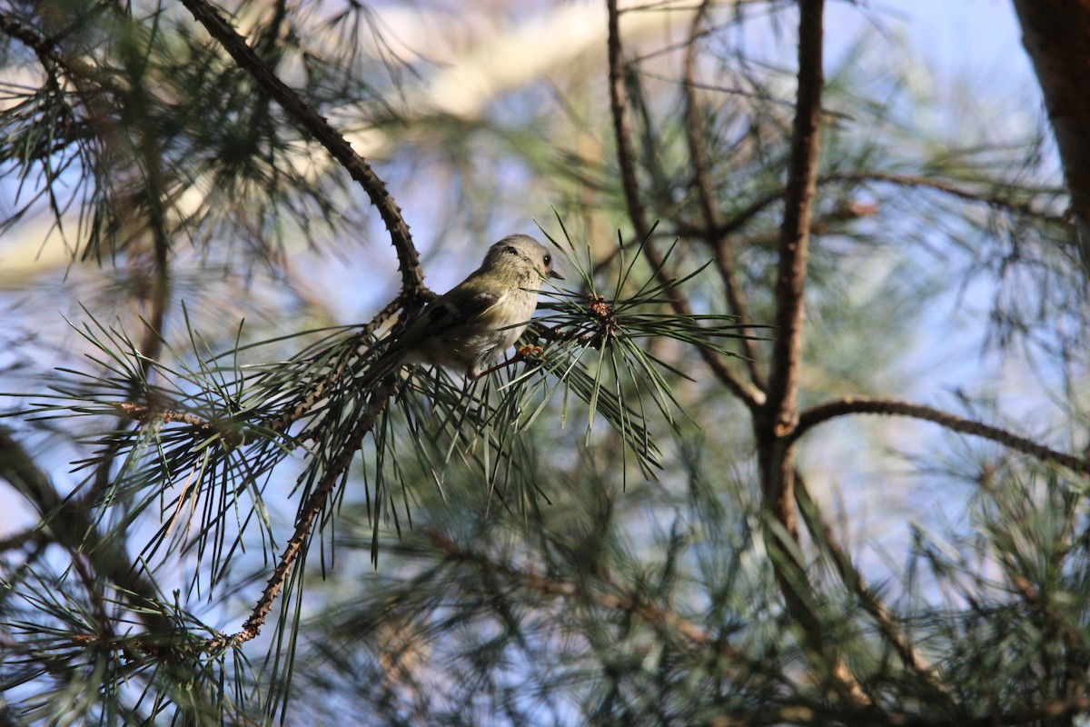 Goldcrest - ML638193861